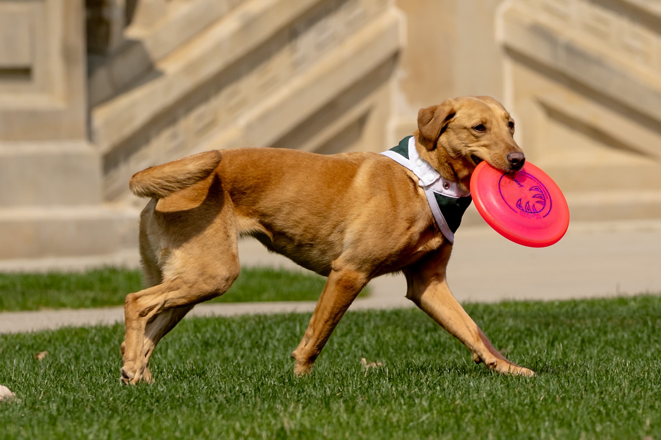 Michigan State’s next Zeke the Wonderdog has arrived article image from Spartans Illustrated