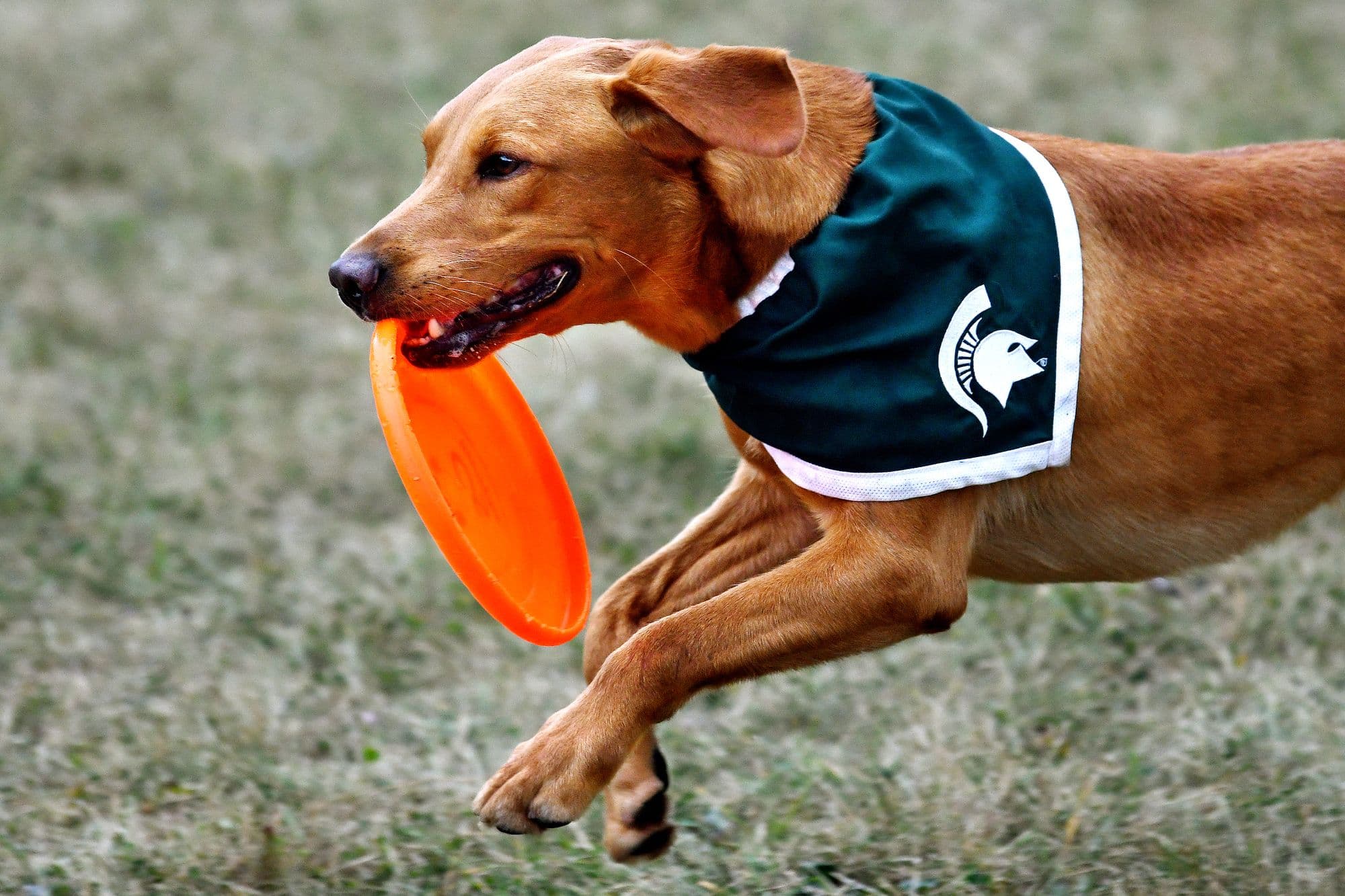 The Michigan State community mourns the passing of Zeke the Wonderdog article image from Spartans Illustrated